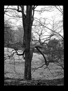 hus træ skov gåture nature helen kholin