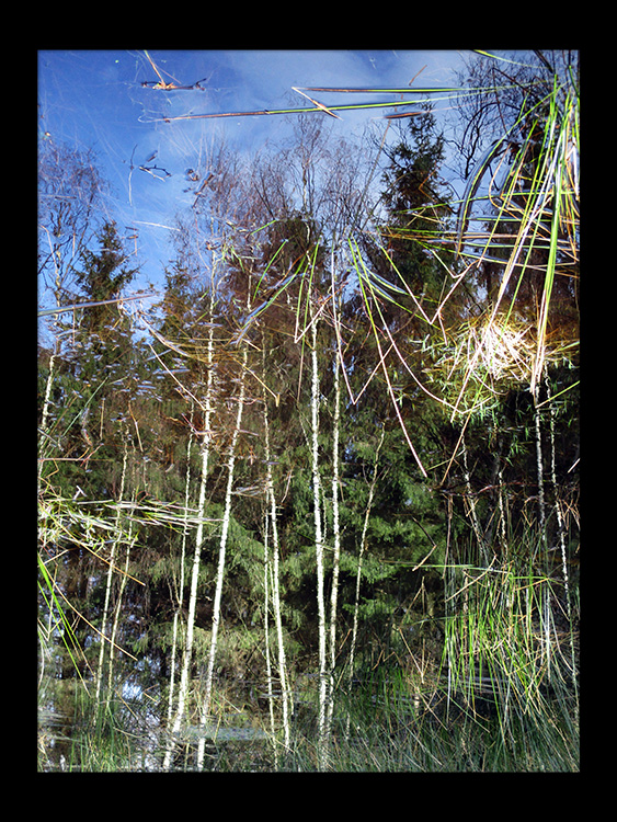 skov gåture nature helen kholin træ spejler