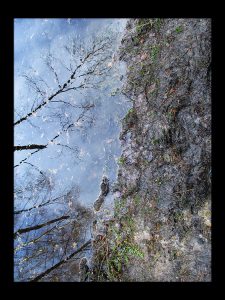 spejler træ vand skov gåture nature helen kholin