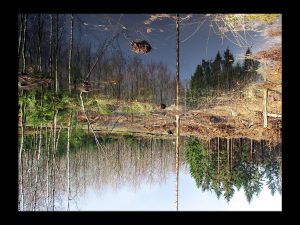 skov gåture nature vand helen kholin