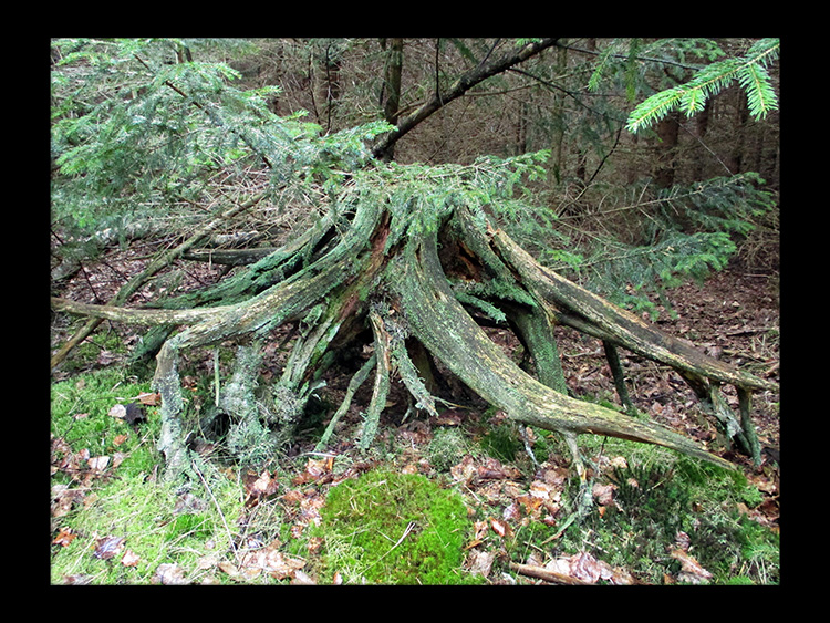 wabi sabi forest skov gåture nature helen kholin