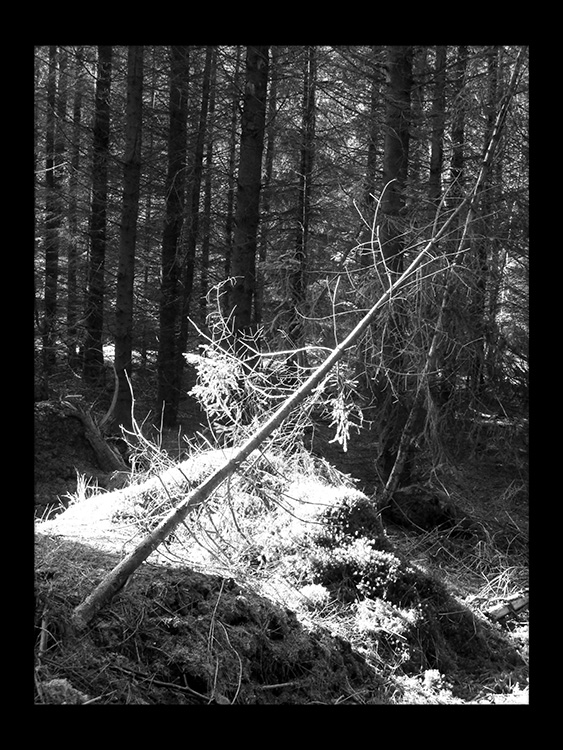 solen skinner forest skov gåture nature helen kholin