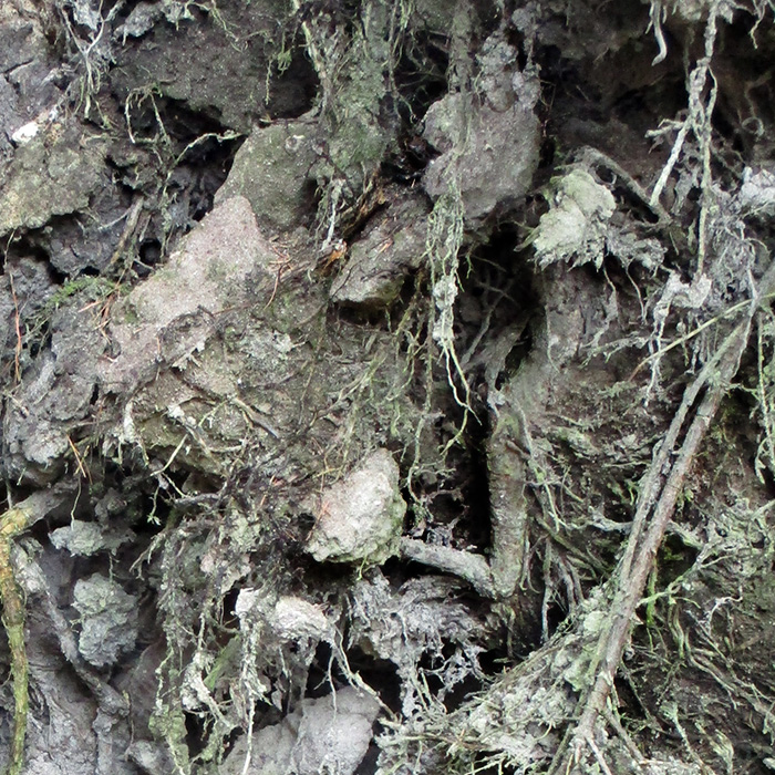 wabi sabi who lives in the tree forest skov gåture nature helen kholin