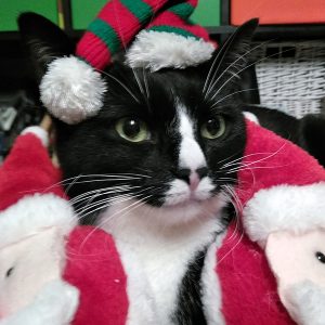 Merry Christmas and Happy New Year 2019 Julecat Christmascat